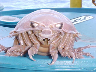 Illustration for article titled Crackers Made From Giant Isopods Are Now a Thing in Japan